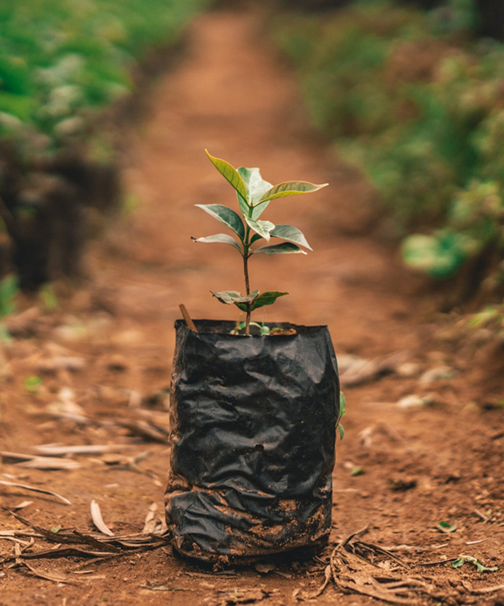 One Tree Planted Tree One Tree Planted – LIVE! Activewear