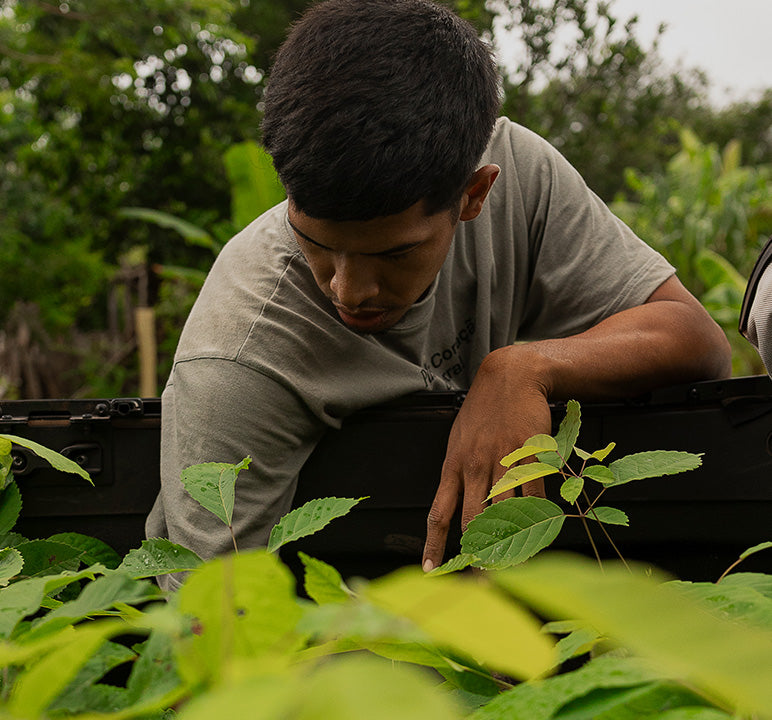 Person in a field examining plants